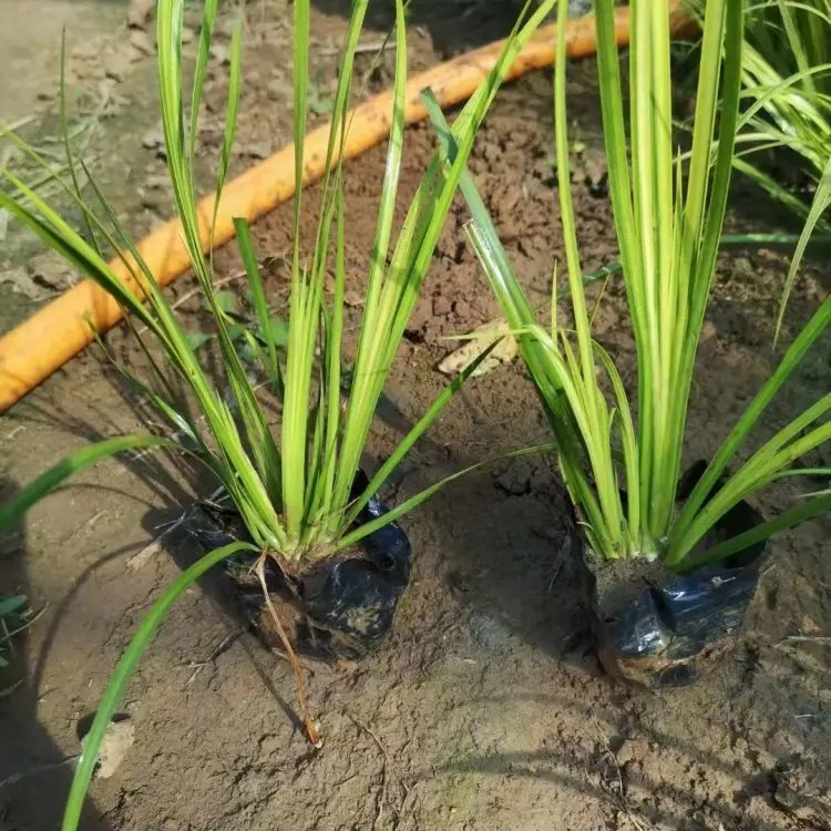 金葉石<a href='http://www.njszjj.com/caohuazhongzi/1029.html' target='_blank'>菖蒲</a>杯苗容器苗