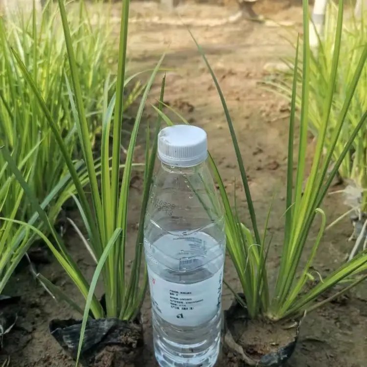 金葉石<a href='http://www.njszjj.com/caohuazhongzi/1029.html' target='_blank'>菖蒲</a>杯苗容器苗