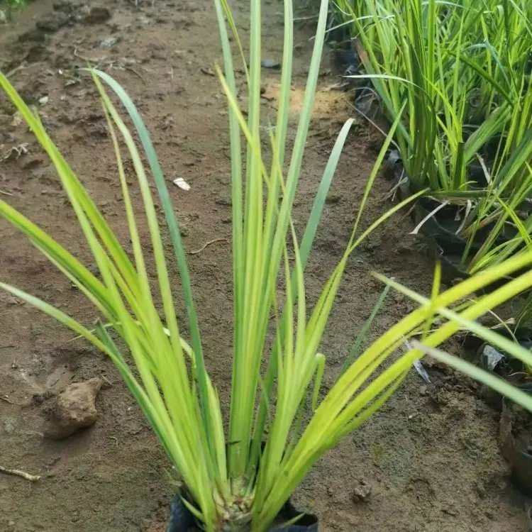 金葉<a href='http://www.njszjj.com/shuishengshuicao/3438.html' target='_blank'>石菖蒲</a>杯苗容器苗
