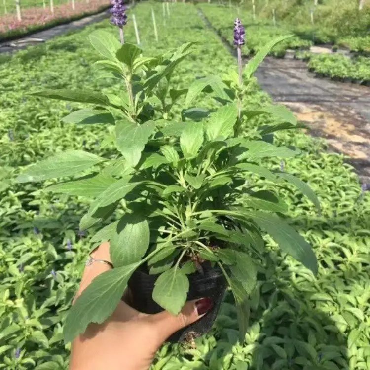 藍花鼠尾草杯苗容器苗