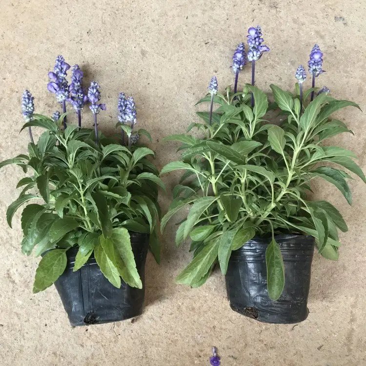 藍花鼠尾草杯苗容器苗