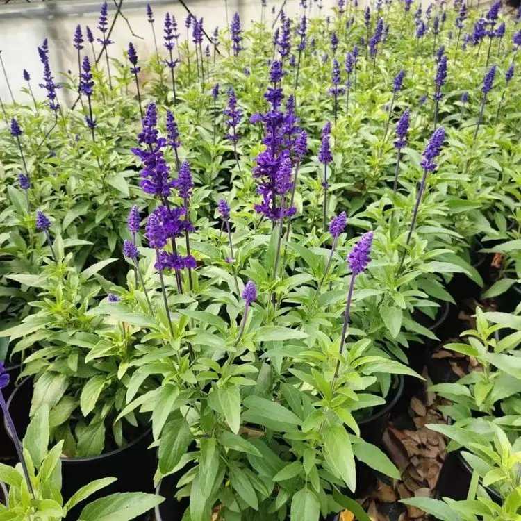 藍花鼠尾草杯苗容器苗