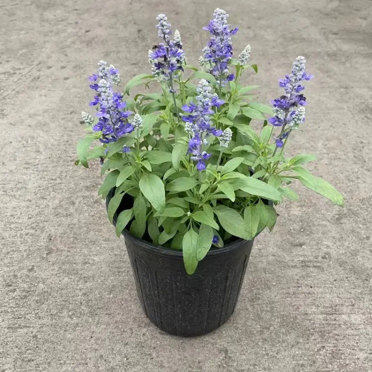 藍花鼠尾草杯苗容器苗