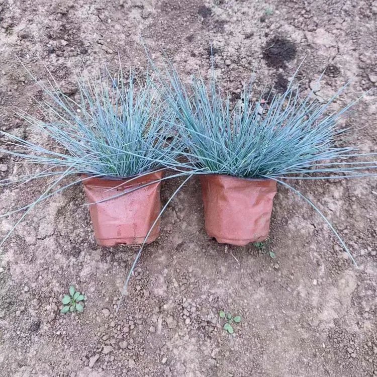 藍羊茅杯苗容器苗