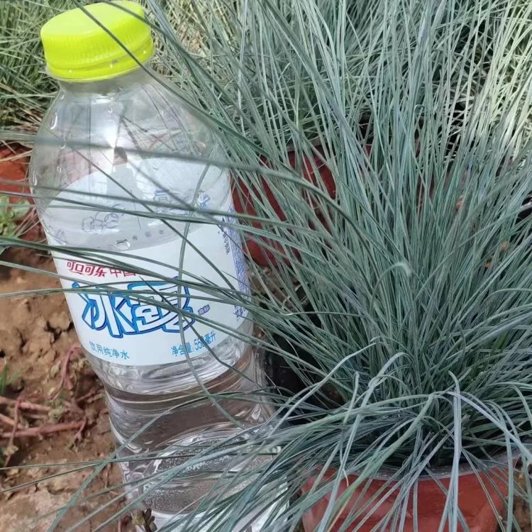 藍羊茅杯苗容器苗