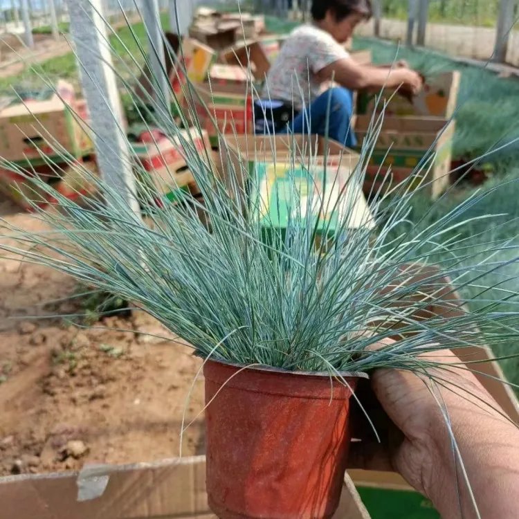 藍羊茅杯苗容器苗