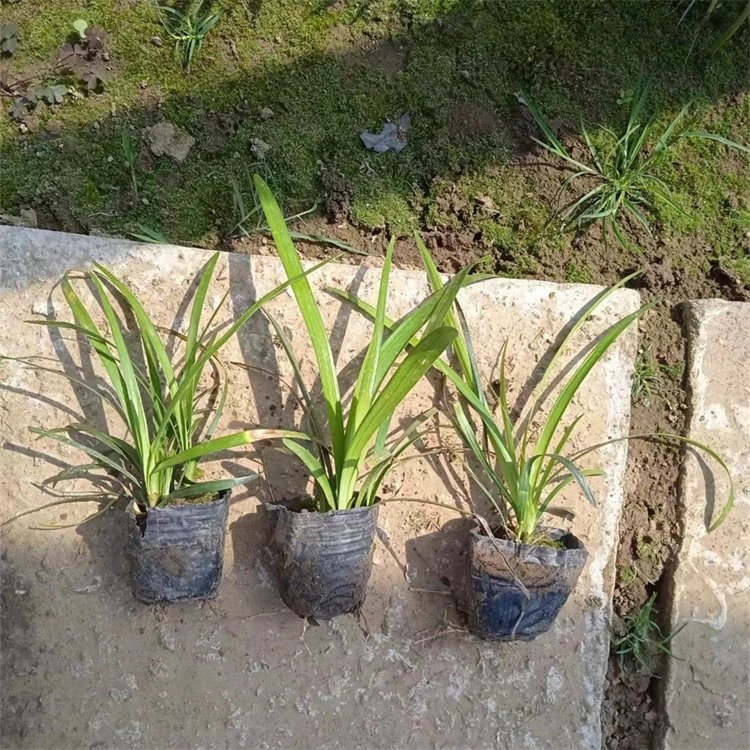 蘭花<a href='http://www.njszjj.com/yaocaizhongzi/2365.html' target='_blank'>三七</a>杯苗容器苗