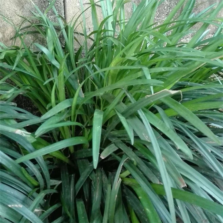 蘭花<a href='http://www.njszjj.com/yaocaizhongzi/2365.html' target='_blank'>三七</a>杯苗容器苗