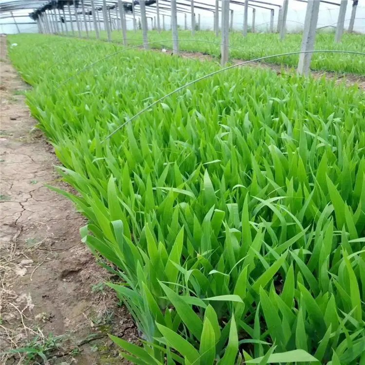 藍蝴蝶杯苗容器苗