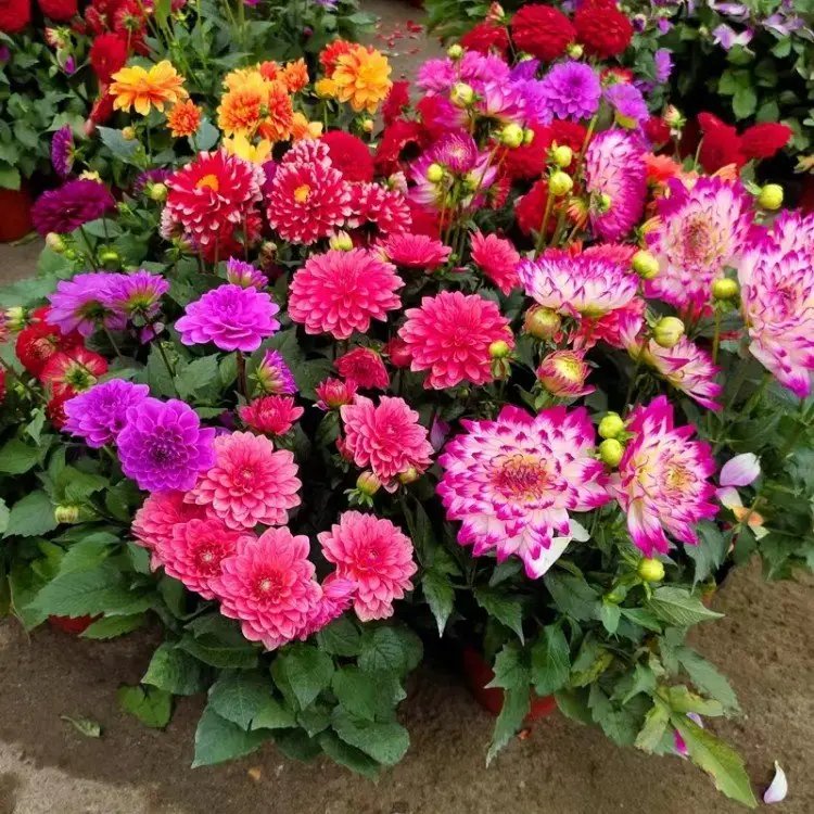 <a href='http://www.njszjj.com/caohuazhongzi/1642.html' target='_blank'>小麗花</a>杯苗容器苗