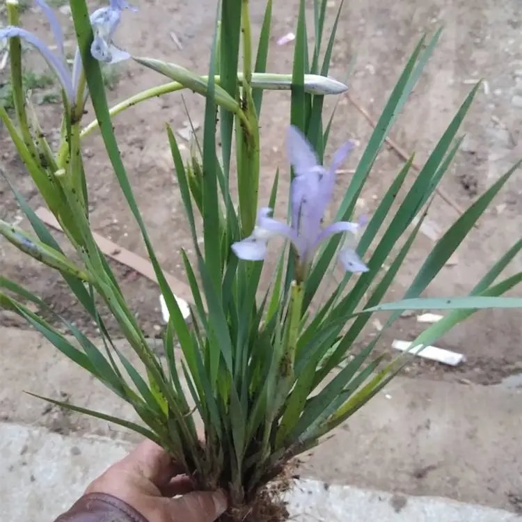 <a href='http://www.njszjj.com/caobenzhiwu/3383.html' target='_blank'>馬蘭花</a>杯苗容器苗