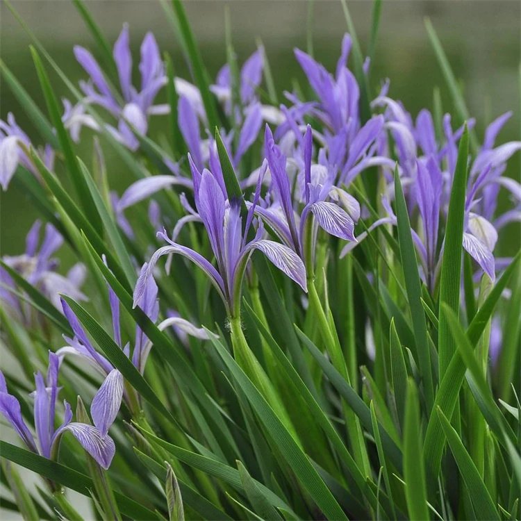 <a href='http://www.njszjj.com/caohuazhongzi/1591.html' target='_blank'>馬蘭</a>花杯苗容器苗