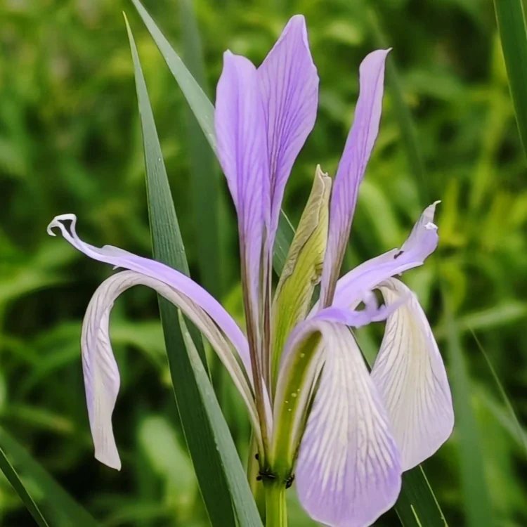 <a href='http://www.njszjj.com/caobenzhiwu/3383.html' target='_blank'>馬蘭花</a>杯苗容器苗