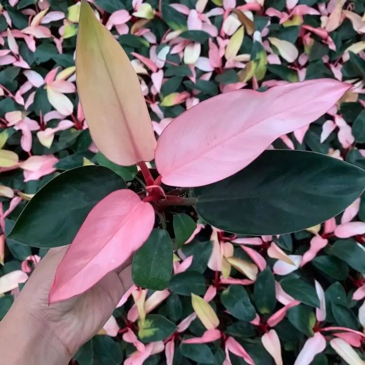蔓<a href='http://www.njszjj.com/caohuazhongzi/1572.html' target='_blank'>錦葵</a>杯苗容器苗