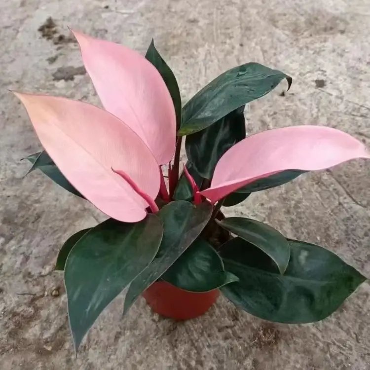 蔓<a href='http://www.njszjj.com/caohuazhongzi/1572.html' target='_blank'>錦葵</a>杯苗容器苗