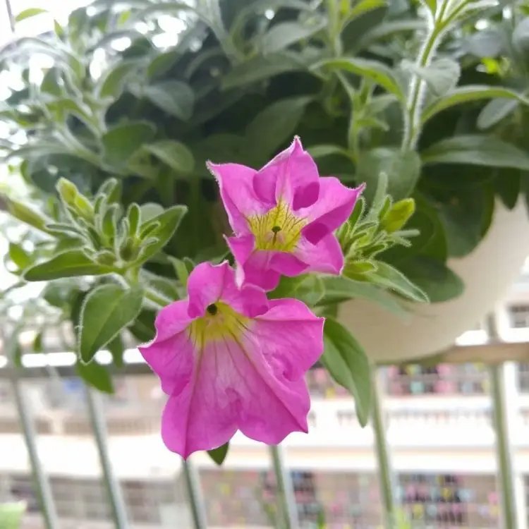 玫紅牽?；ū缛萜髅?/></p><p style=