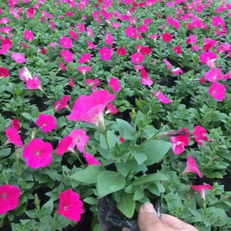 玫紅牽?；ū缛萜髅?/></p><p style=