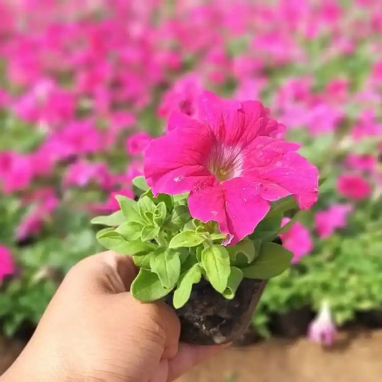 玫紅<a href='http://www.njszjj.com/caohuazhongzi/1613.html' target='_blank'>牽?；?/a>杯苗容器苗