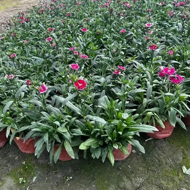美國(guó)<a href='http://www.njszjj.com/caohuazhongzi/97045.html' target='_blank'>石竹</a>杯苗容器苗