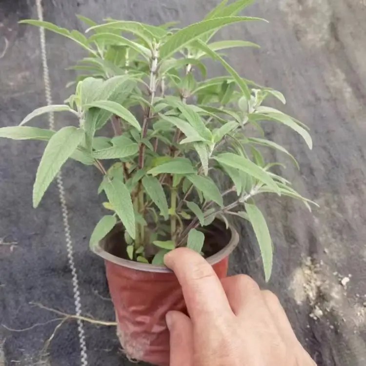 墨西哥<a href='http://www.njszjj.com/caohuazhongzi/1626.html' target='_blank'>鼠尾草</a>杯苗容器苗