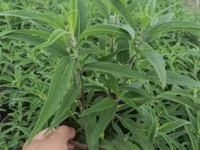 墨西哥鼠尾草