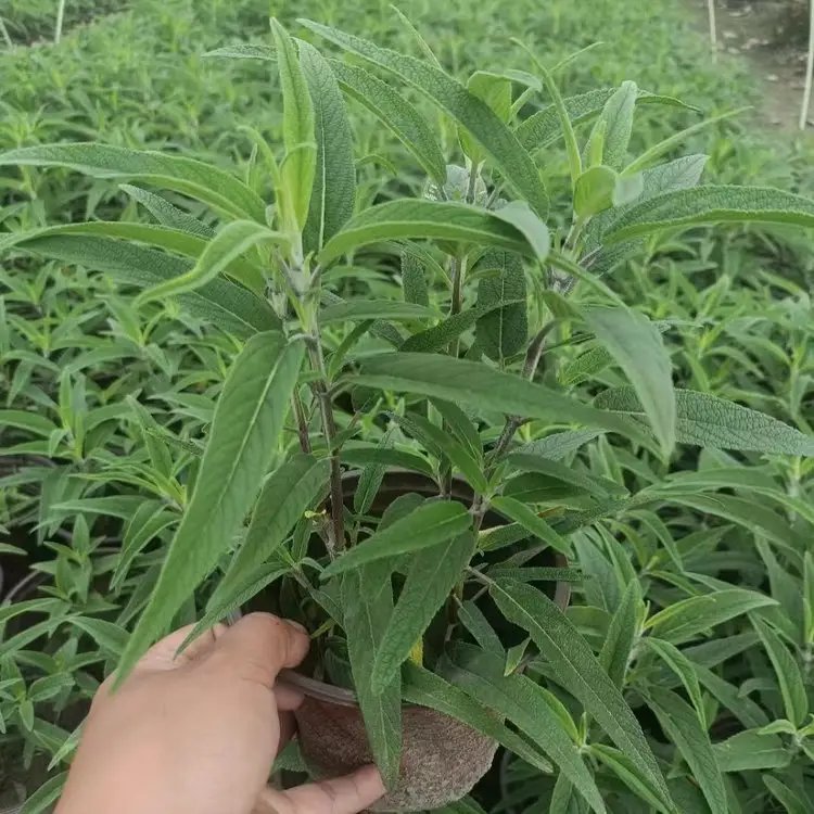 墨西哥<a href='http://www.njszjj.com/caohuazhongzi/1626.html' target='_blank'>鼠尾草</a>杯苗容器苗