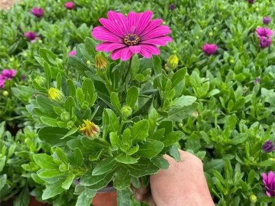 南非萬壽菊