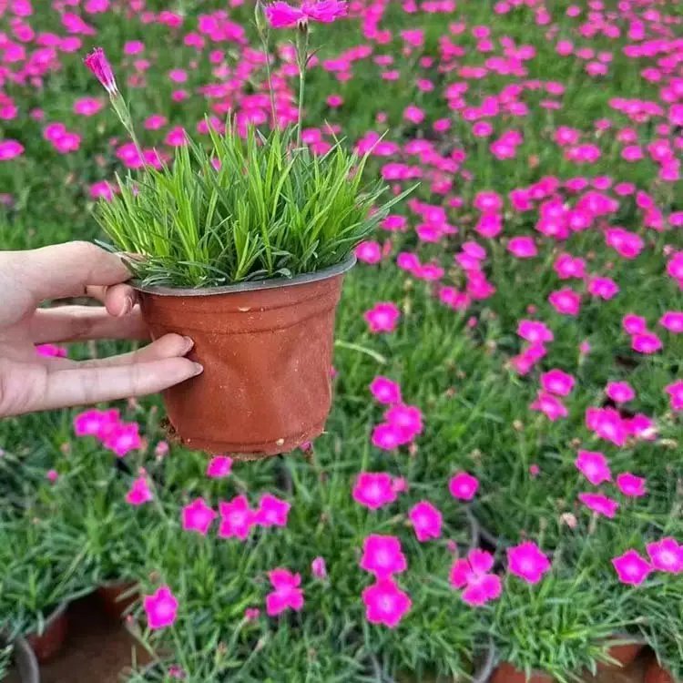 歐<a href='http://www.njszjj.com/caohuazhongzi/97045.html' target='_blank'>石竹</a>杯苗容器苗