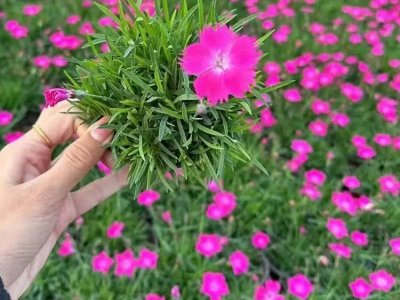 歐石竹