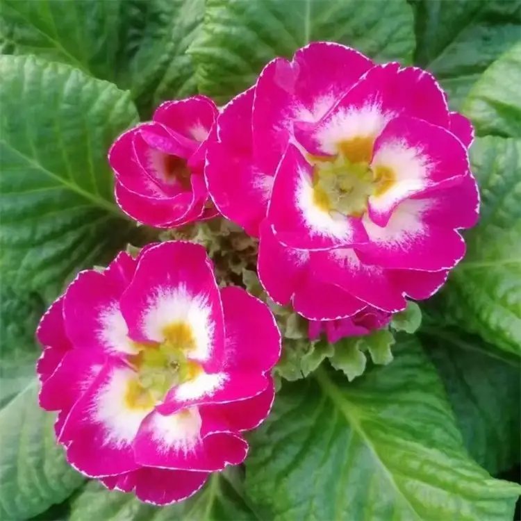 <a href='http://www.njszjj.com/caohuazhongzi/1605.html' target='_blank'>歐洲報(bào)春</a>花杯苗容器苗