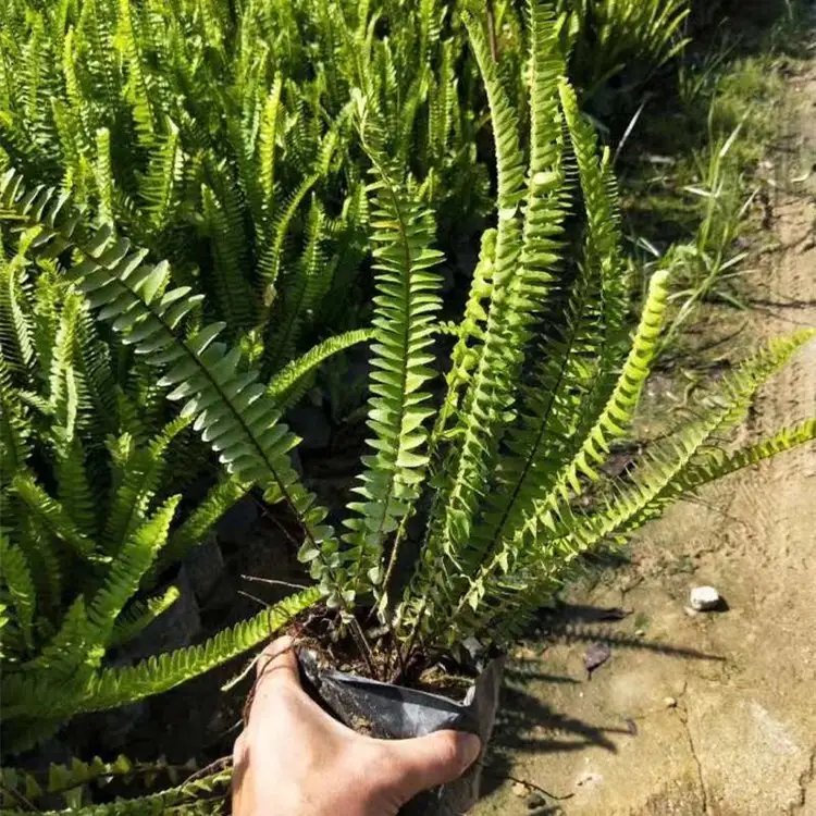 排骨草杯苗容器苗