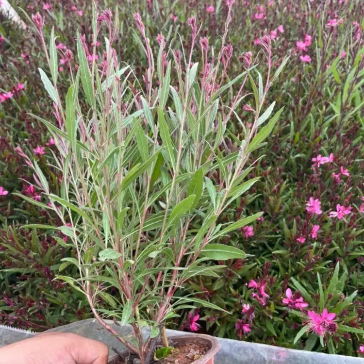 千鳥花杯苗容器苗