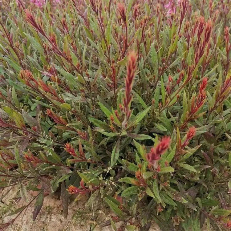 千鳥花杯苗容器苗