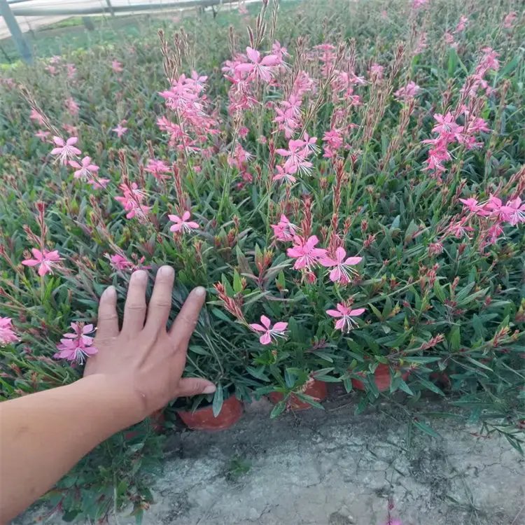 千鳥花杯苗容器苗