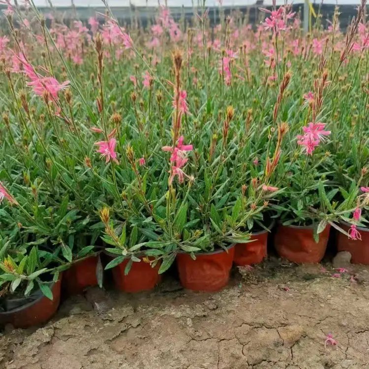 千鳥花杯苗容器苗
