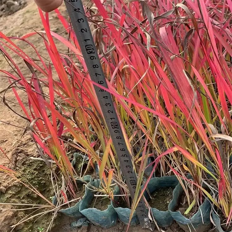 日本血草杯苗容器苗