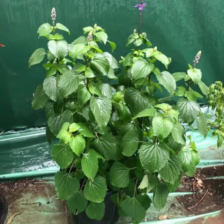 薩利<a href='http://www.njszjj.com/caohuazhongzi/1044.html' target='_blank'>芳香鼠尾草</a>杯苗容器苗