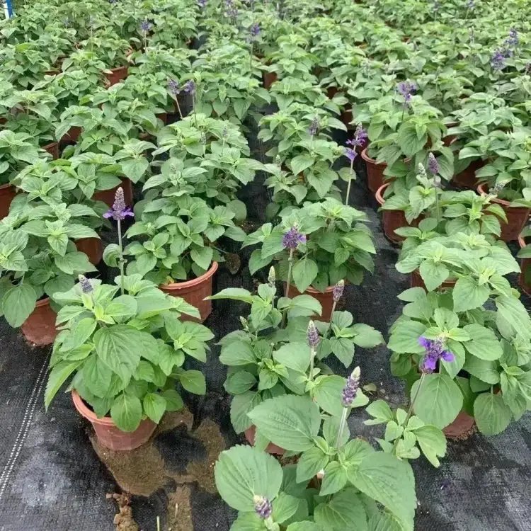 薩利<a href='http://www.njszjj.com/caohuazhongzi/1044.html' target='_blank'>芳香鼠尾草</a>杯苗容器苗