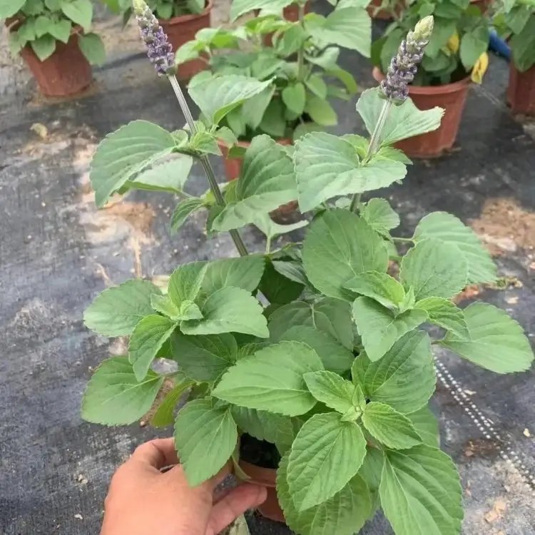 薩利芳香<a href='http://www.njszjj.com/caohuazhongzi/1626.html' target='_blank'>鼠尾草</a>杯苗容器苗