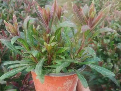 山桃草