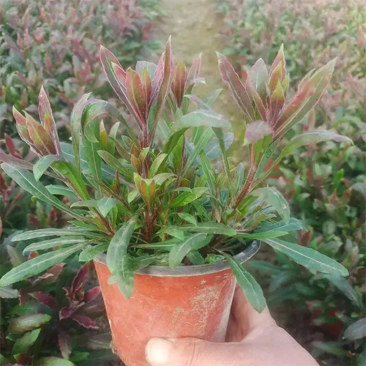 <a href='http://www.njszjj.com/guoshuzhongzi/2185.html' target='_blank'>山桃</a>草杯苗容器苗