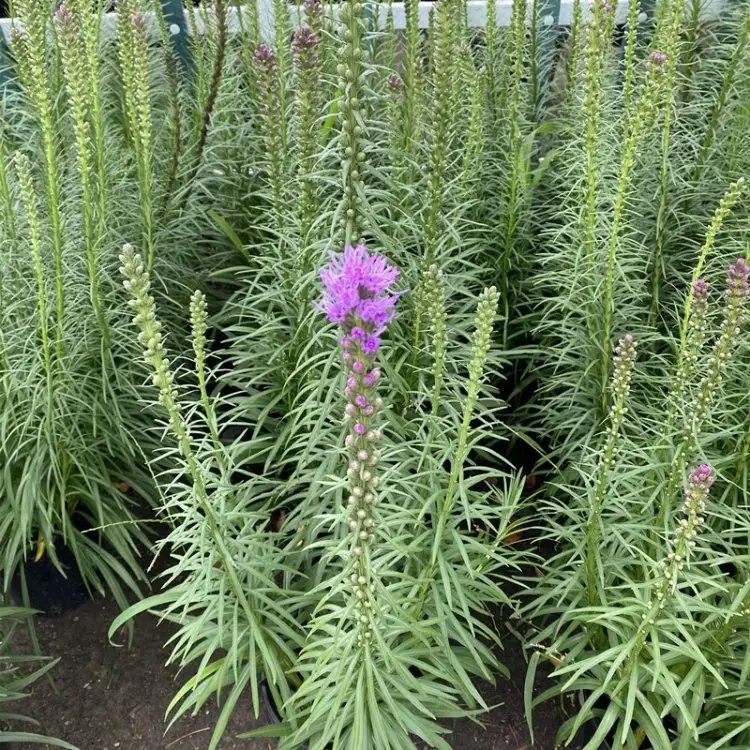 <a href='http://www.njszjj.com/caohuazhongzi/1620.html' target='_blank'>蛇鞭菊</a>杯苗容器苗
