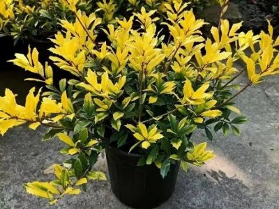 黃金枸骨