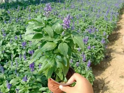 鼠尾草