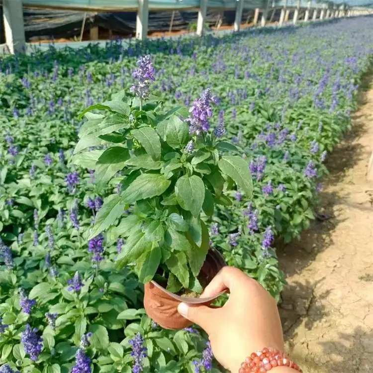 <a href='http://www.njszjj.com/caohuazhongzi/1626.html' target='_blank'>鼠尾草</a>杯苗容器苗