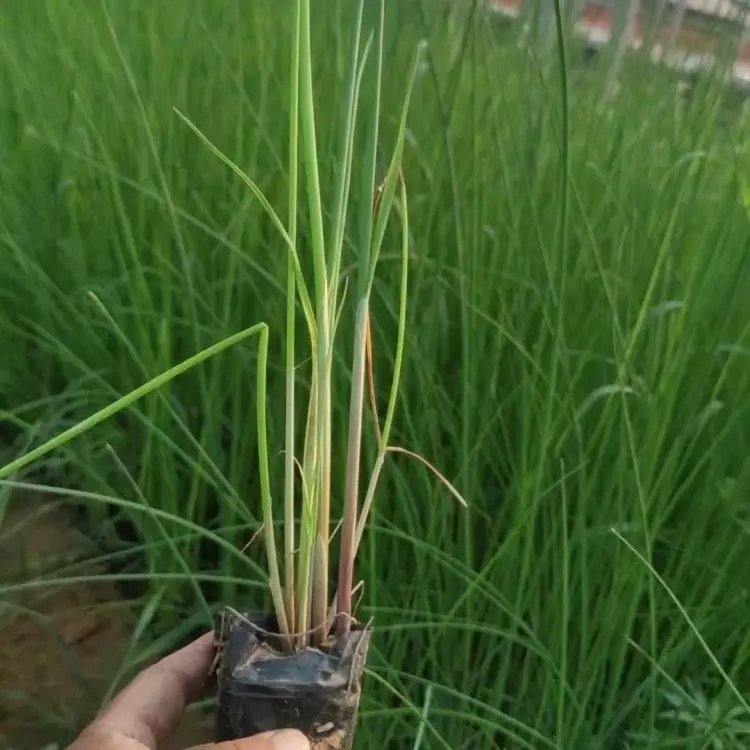 <a href='http://www.njszjj.com/shuishengshuicao/3432.html' target='_blank'>水蔥</a>杯苗容器苗