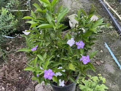 雙色茉莉