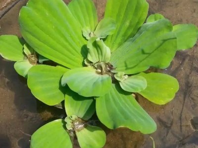 水芙蓉