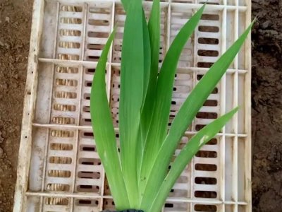 水生鳶尾