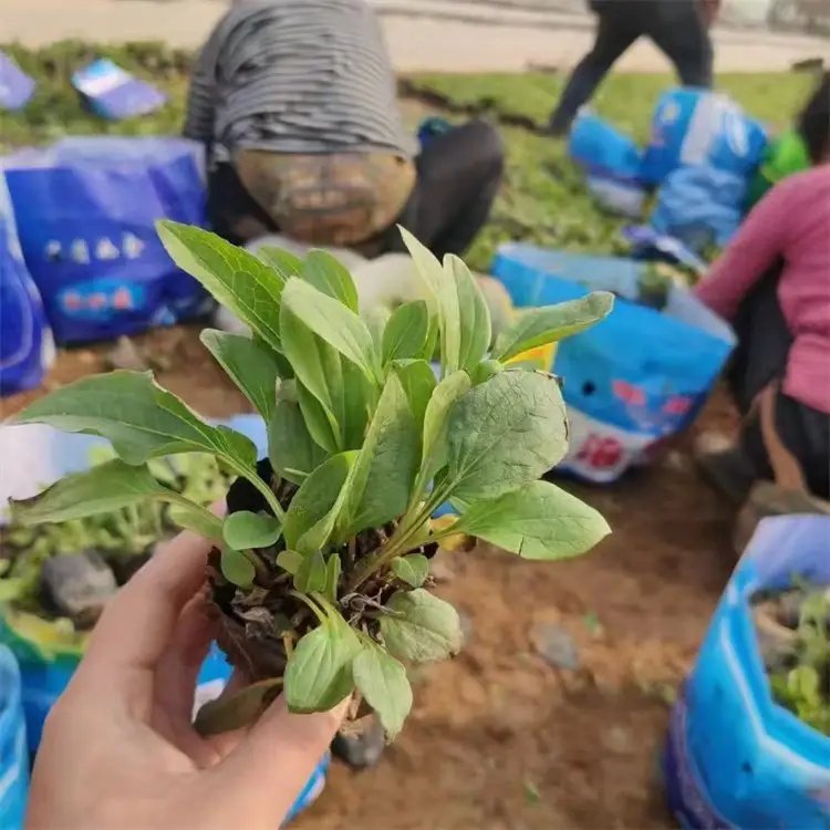 <a href='http://www.njszjj.com/caohuazhongzi/16047.html' target='_blank'>松果菊</a>杯苗容器苗
